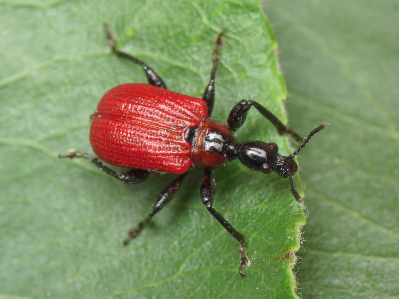 Apoderus coryli (Linnaeus, 1758)